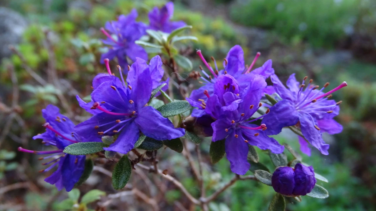 R. nivale ssp. boreale Ramossisimum Group